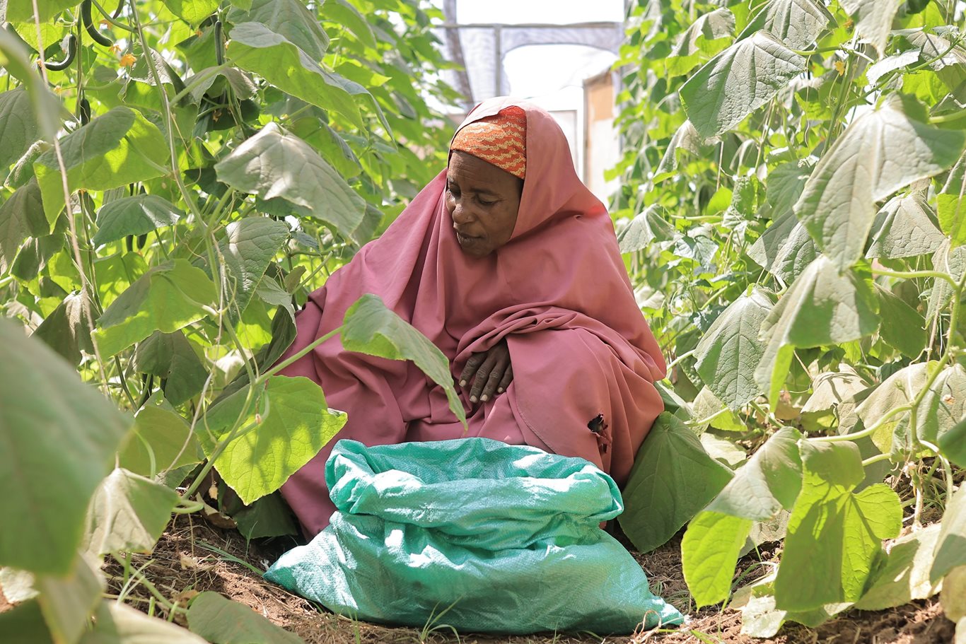 'We are now able to feed our families’: Greenhouse farming becomes a ...